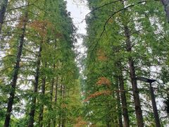 -黄海国家森林公园