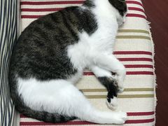 -中农国际动物医院24小时·猫科·骨科·急重症中心