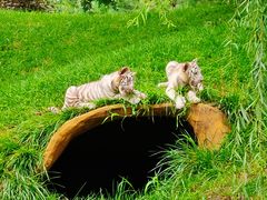 -北京野生动物园