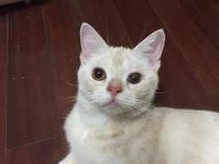 -联萌宠物医院(猫病专科)