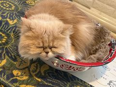 -平行世界·猫咖(首经贸店)