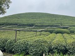 -听风阁农家私房菜茶楼(龙坞店)