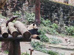 -都江堰中华大熊猫苑