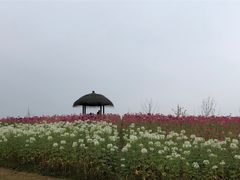-径山花海