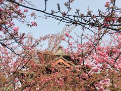 -西安青龙寺遗址景区