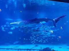 -烟台海昌鲸鲨海洋公园