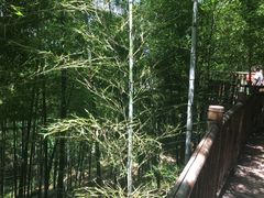 -陶祖圣境风景区