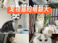 -lincat·猫舍(广州店)