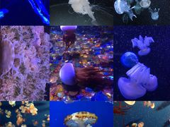 -成都浩海立方海洋公园