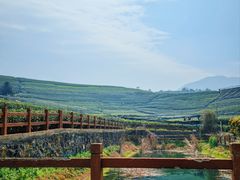-龙坞茶村