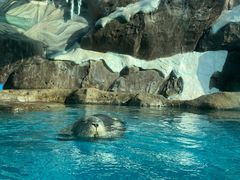 -海合安成都极地海洋公园