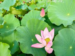 -莲花岛景区