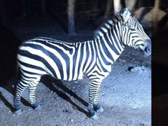 -清迈夜间动物园