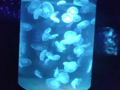 -萌宠奇缘(荣鼎店)