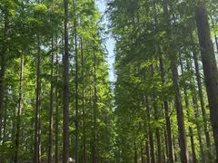 -黄海国家森林公园