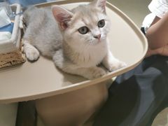 -逗柴咖啡屋·狗咖猫咖宠物桌游