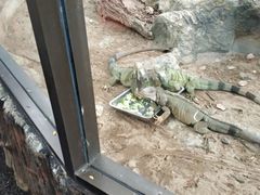 -清迈夜间动物园