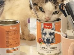 -萌喵宠狗爱心宠咖