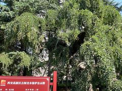 -木塔寺遗址生态公园