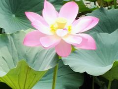 -莲花池公园