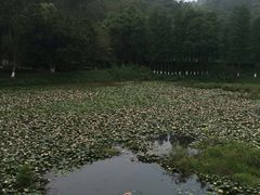 -番禺大夫山森林公园