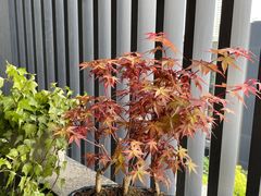 -双季花艺园艺市场(浦东店)