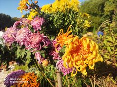 -上海共青森林公园