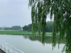 -大兴滨河森林公园
