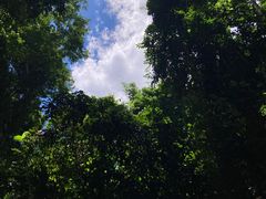 -西双版纳原始森林公园