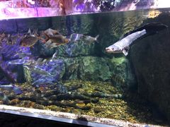 -暹罗海洋世界