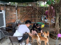 -柴犬高等学院·狗咖·柴犬售卖·宠物训练