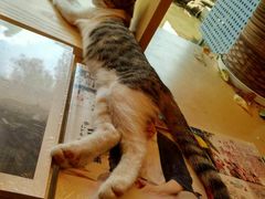 -猫的天空之城概念书店(景德镇陶溪川店)
