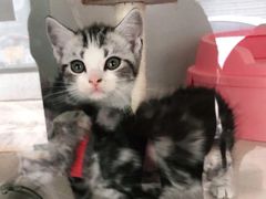 -糯米喵星人总部直营旗舰店·猫舍·幼猫出售