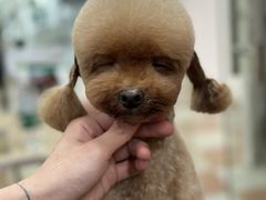 -鑫艺宠物美容培训学校