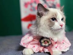 -喵五郎の猫咪酒店·专业洗护·寄养