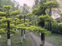 -大鹅岛绿色生态美食园