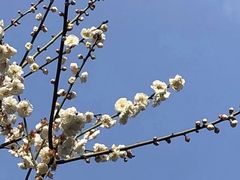 -上海波特曼丽思卡尔顿酒店