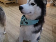 -Husky Go! 哈士奇体验馆·宠物咖啡厅狗咖