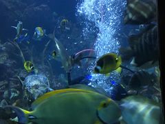 -西雅图水族馆