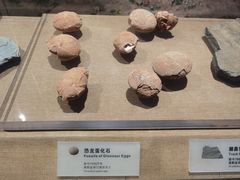-烟台市博物馆