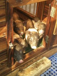 -萌宠亲子动物乐园(槐房万达店)