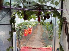 -马陆小张葡萄园农家乐