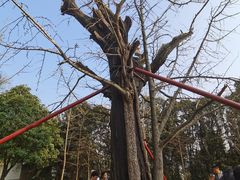 -上海佘山国家森林公园天马山园