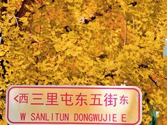 -三里屯东五街银杏大道
