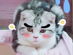 -70cat德文卷毛猫·缅因猫纯种猫舍