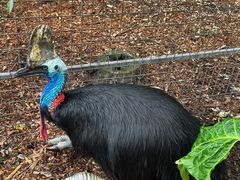 -费瑟代尔野生动物园