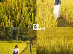 -艾米稻香小镇
