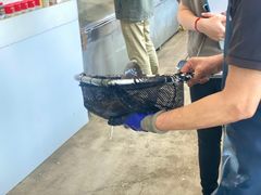 -Ducgo Live Seafood