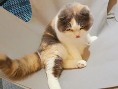 -米宠家·撸猫猫咖小萌宠·猫咪洗澡·猫咪寄养(高新大都荟店)