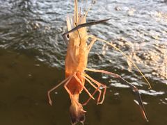 -会江钓鱼钓虾烧烤场